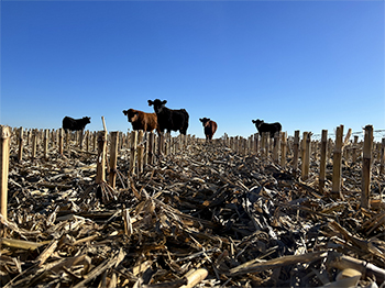 Calves grazing corn residue in field.